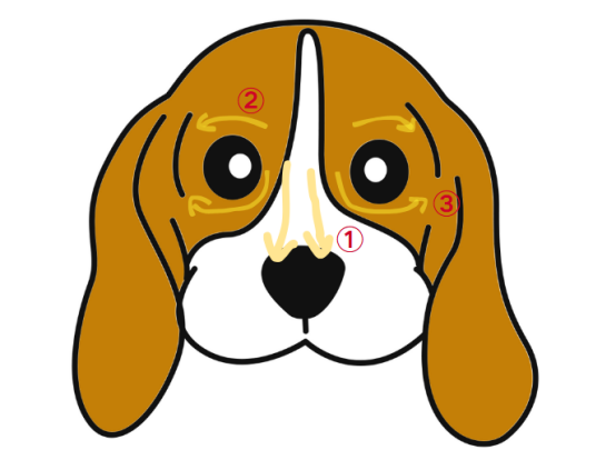 狗狗泪痕难去除?原来这6个隐藏原因才是关键(图5) 狗狗的泪痕怎么治疗?