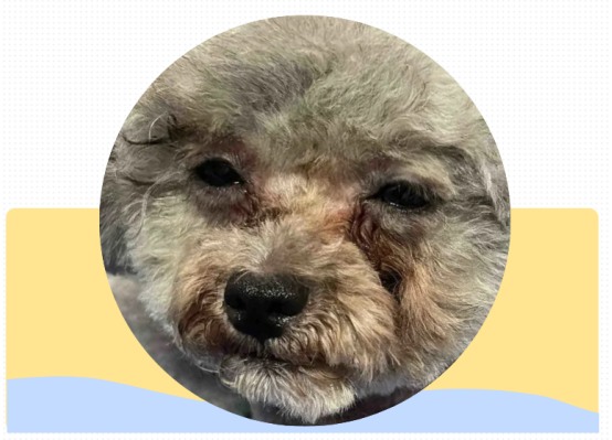 狗狗泪痕难去除？原来这6个隐藏原因才是关