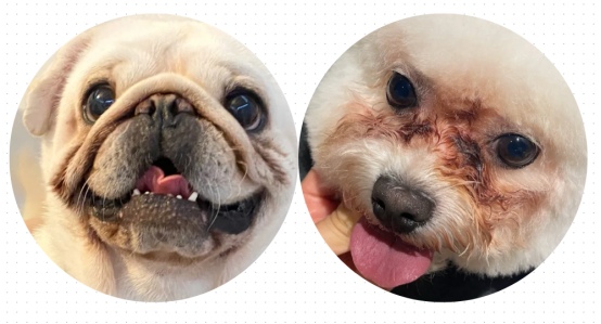 狗狗泪痕难去除?原来这6个隐藏原因才是关键(图2) 狗狗泪痕怎么去除?