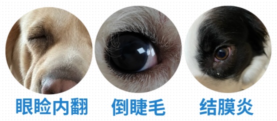 狗狗泪痕难去除?原来这6个隐藏原因才是关键(图3) 狗狗泪痕的原因