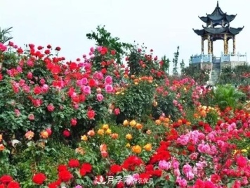 南阳春季赏花攻略:月季玉兰竞相绽放,乡村 南阳春季赏花攻略:月季玉兰竞相绽放,乡村