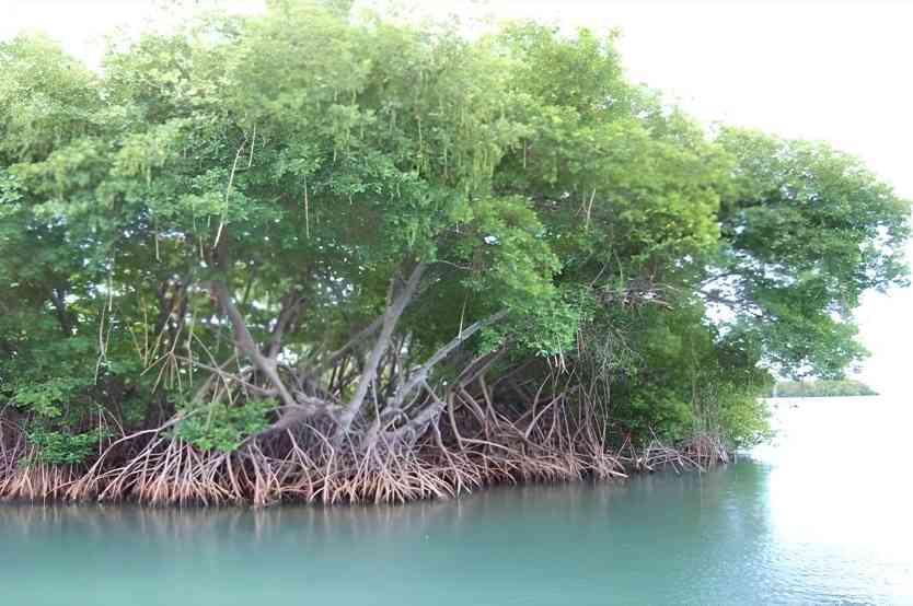 巴基斯坦红树林创造碳信用收益,守护海岸线与绿色经济(图1) 巴基斯坦红树林创造碳信用收益,守护海岸线与绿色经济(图1)