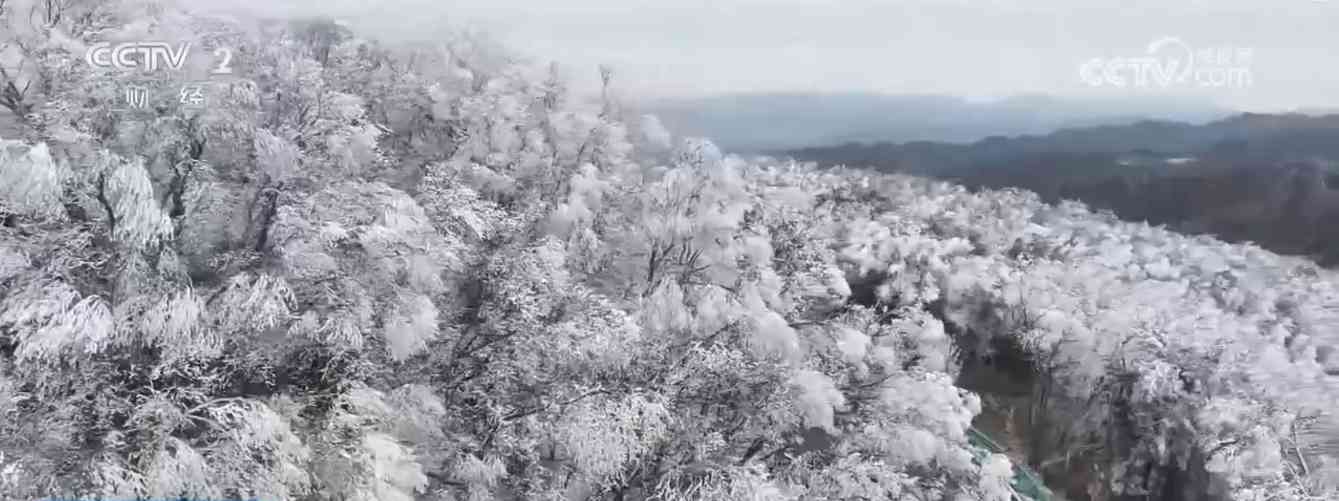 冬日三地奇景：峡谷雪韵 雾凇冰挂 花海绽放(图4)