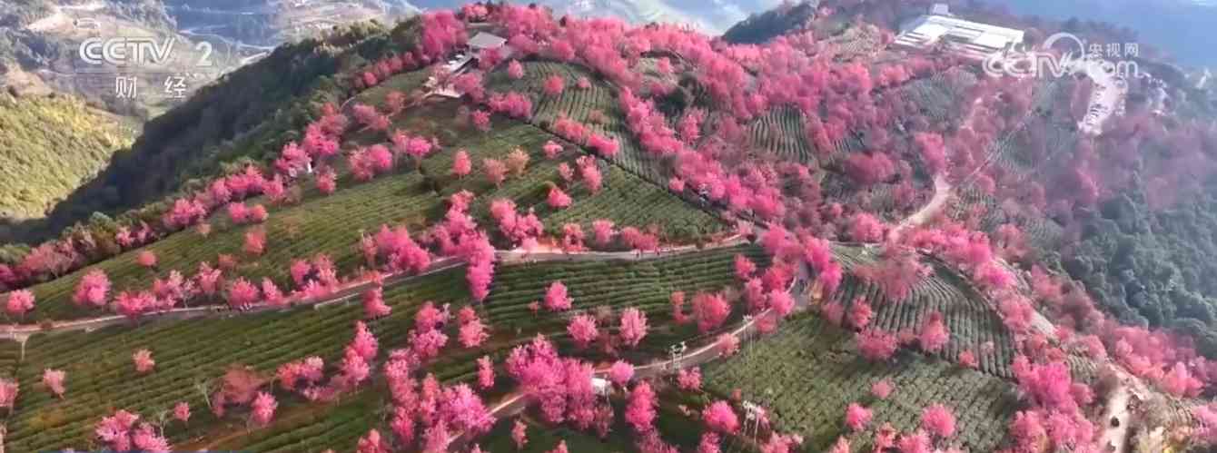 冬日三地奇景：峡谷雪韵 雾凇冰挂 花海绽放(图6)