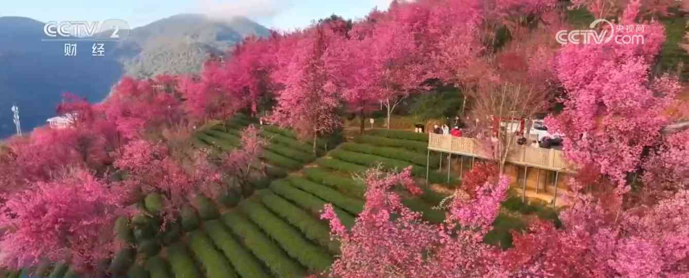 冬日三地奇景：峡谷雪韵 雾凇冰挂 花海绽放(图7)