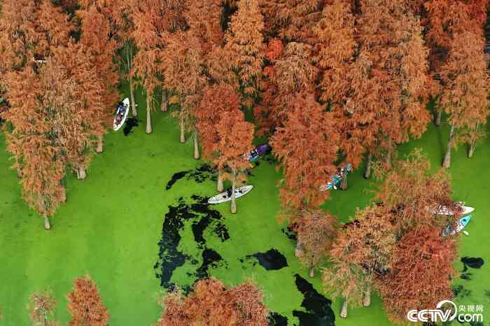 杭州青山湖水上森林冬日惊艳绽放引客来(图1)