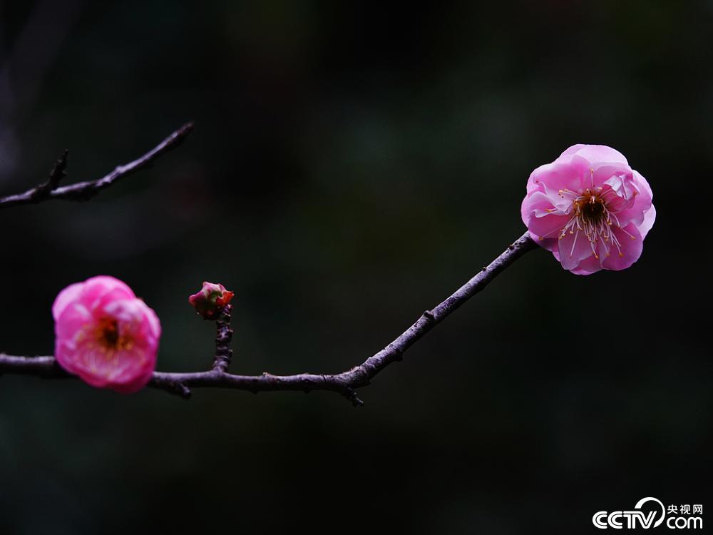 湖北宜昌：红梅花渐次绽放(图1)