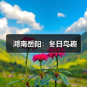 湖南岳阳:冬日鸟趣(图3) 湖南岳阳:冬日鸟趣(图3)