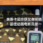 奥斯卡最终获奖者揭晓!最佳动画电影竟是一只猫猫!(图4) 奥斯卡最终获奖者揭晓!最佳动画电影竟是一只猫猫!(图4)