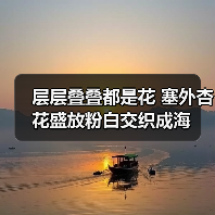 层层叠叠都是花 塞外杏花盛放粉白交织成海（图4）