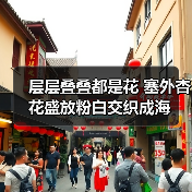 层层叠叠都是花 塞外杏花盛放粉白交织成海（图1）