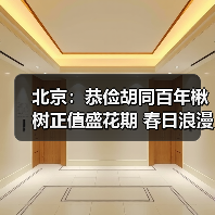 北京：恭俭胡同百年楸树正值盛花期 春日浪漫感拉满（图2）