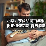 北京：恭俭胡同百年楸树正值盛花期 春日浪漫感拉满（图4）
