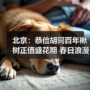 北京：恭俭胡同百年楸树正值盛花期 春日浪漫感拉满（图3）