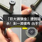 「巨大猫猫虫」遭到暗杀！剩一滩破布 凶手究竟是何人（图2）