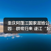 重庆阿蓬江国家湿地公园:群鹭归来 逐江“起舞”(图1) 重庆阿蓬江国家湿地公园:群鹭归来 逐江“起舞”(图1)
