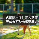 火箭队出没!澳大利亚天价宝可梦卡牌遭暴力抢劫!(图3) 火箭队出没!澳大利亚天价宝可梦卡牌遭暴力抢劫!(图3)