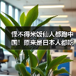 怪不得米饭仙人都跑中国!原来是日本人都吃不起大米!(图3) 怪不得米饭仙人都跑中国!原来是日本人都吃不起大米!(图3)