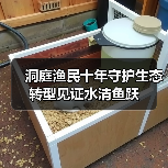 洞庭渔民十年守护生态转型见证水清鱼跃（图4）