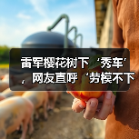 雷军樱花树下‘秀车’,网友直呼‘劳模不下班’(图4) 雷军樱花树下‘秀车’,网友直呼‘劳模不下班’(图4)