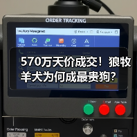 570万天价成交！狼牧羊犬为何成最贵狗？（图3）
