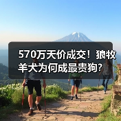 570万天价成交！狼牧羊犬为何成最贵狗？（图4）