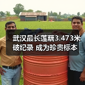 武汉最长莲藕3.473米破纪录 成为珍贵标本(图4) 武汉最长莲藕3.473米破纪录 成为珍贵标本(图4)