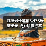 武汉最长莲藕3.473米破纪录 成为珍贵标本(图2) 武汉最长莲藕3.473米破纪录 成为珍贵标本(图2)