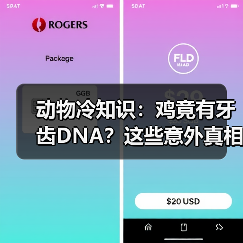 动物冷知识：鸡竟有牙齿DNA？这些意外真相大开眼界！（图4）