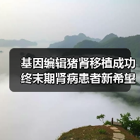 基因编辑猪肾移植成功 终末期肾病患者新希望点燃(图3) 基因编辑猪肾移植成功 终末期肾病患者新希望点燃(图3)