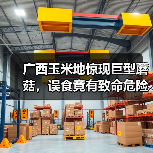广西玉米地惊现巨型蘑菇，误食竟有致命危险？（图1）