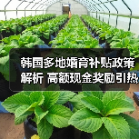 韩国多地婚育补贴政策解析 高额现金奖励引热议（图4）