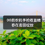 00后农机手抢收夏粮 青春在麦田绽放（图1）