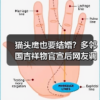 猫头鹰也要结婚?多邻国吉祥物官宣后网友调侃学习压力更大(图2) 猫头鹰也要结婚?多邻国吉祥物官宣后网友调侃学习压力更大(图2)