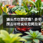 猫头鹰也要结婚?多邻国吉祥物官宣后网友调侃学习压力更大(图4) 猫头鹰也要结婚?多邻国吉祥物官宣后网友调侃学习压力更大(图4)