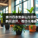贵州丹寨龙泉山万亩杜鹃花盛开，春日花海美不胜收（图2）