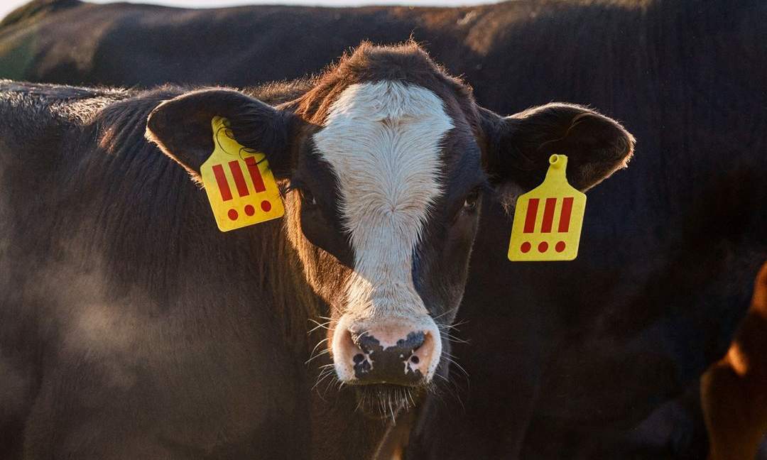 买下一头牛就能决定它的生死,2年后竟然有 买下一头牛就能决定它的生死,2年后竟然有