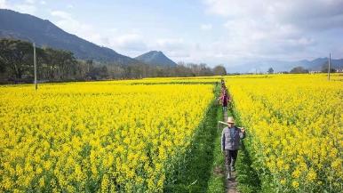 油菜花海暗藏玄机，农民缓步穿越竟发现惊人