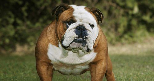 明星养英牛的奢华圈:揭秘环保、艺术与商机 明星养英牛的奢华圈:揭秘环保、艺术与商机