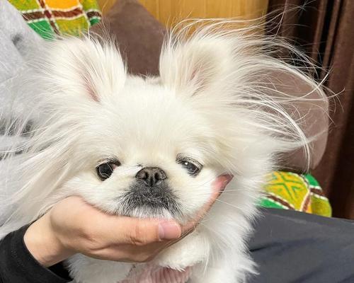 博美与京巴串串犬的特点与饲养指南，打造完美宠物伙伴(图2)