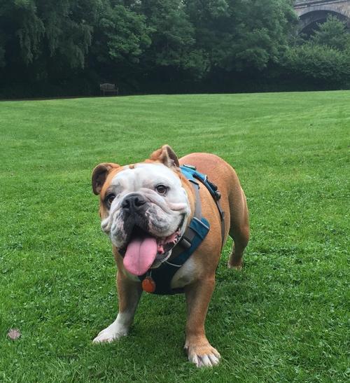 明星养英牛的奢华圈：揭秘环保、艺术与商机背后的故事(图2)