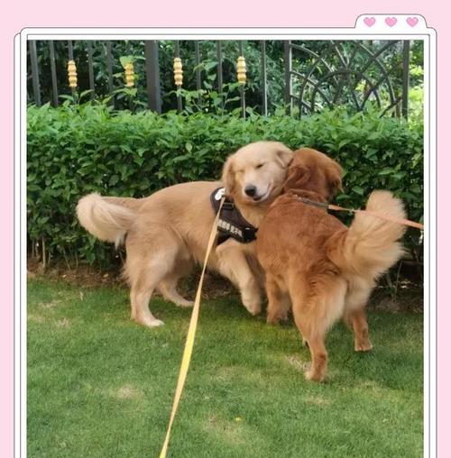 明星与金毛犬的温馨故事,揭秘宠物陪伴带来的真挚情感(图3) 明星与金毛犬的温馨故事,揭秘宠物陪伴带来的真挚情感(图3)