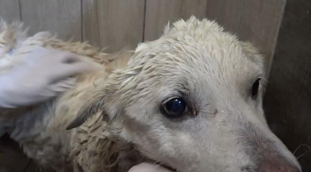 狗晶片（智能科技为你的狗带来全新的安全保