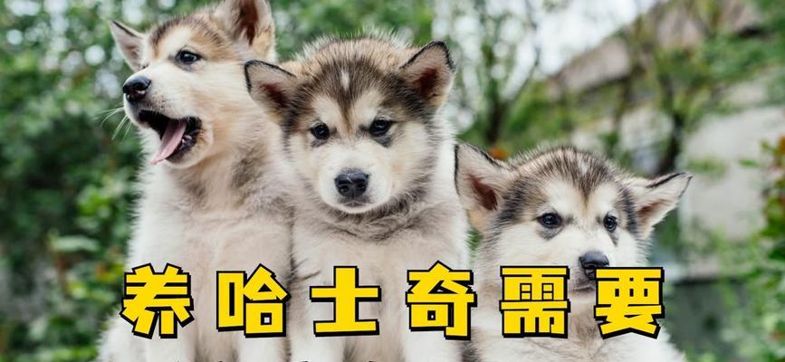 带宠物旅游，哈士奇也能一起游（带哈士奇旅