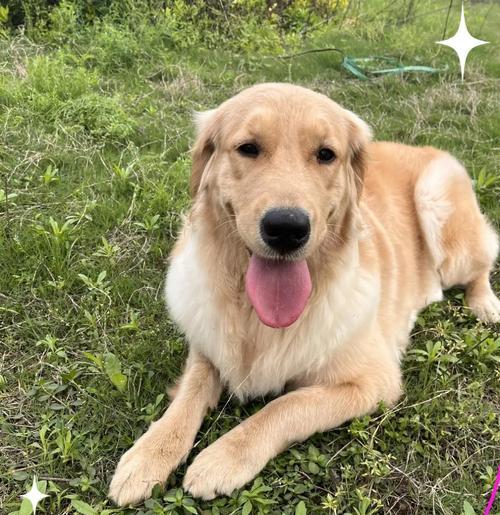 明星与金毛犬的温馨故事,揭秘宠物陪伴带来的真挚情感(图2) 明星与金毛犬的温馨故事,揭秘宠物陪伴带来的真挚情感(图2)