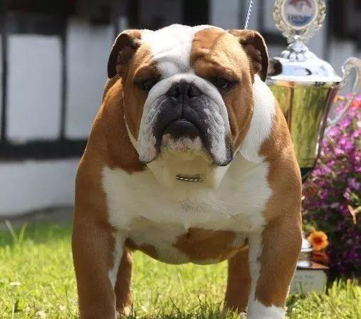 明星养英牛的奢华圈：揭秘环保、艺术与商机背后的故事(图3)