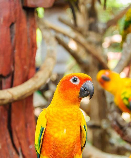 喋喋吸蜜鹦鹉饲养指南：从环境到健康全面呵护(图1)