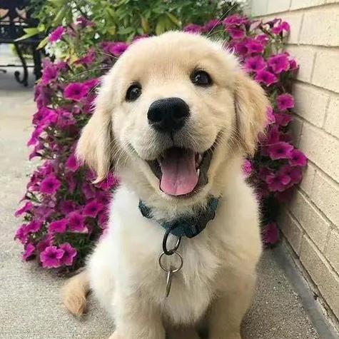 明星与金毛犬的深情之恋（名人圈里的金毛宠