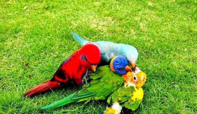 喋喋吸蜜鹦鹉饲养指南：从环境到健康全面呵护(图3)