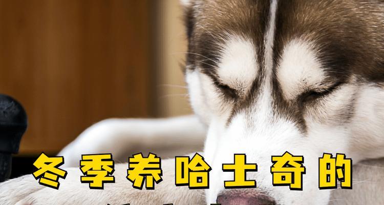 带宠物旅游，哈士奇也能一起游（带哈士奇旅游需要注意的问题）(图3)